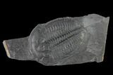 Elrathia Trilobite Fossil - Utah #139565-1